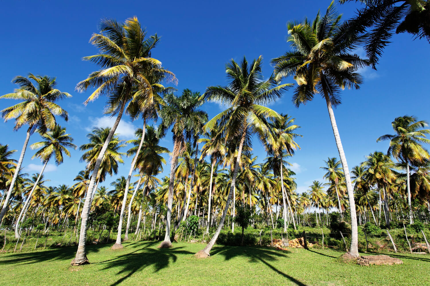 Explore a Magia da Jungle Island em Miami, Flórida: Dicas e Atrações Imperdíveis