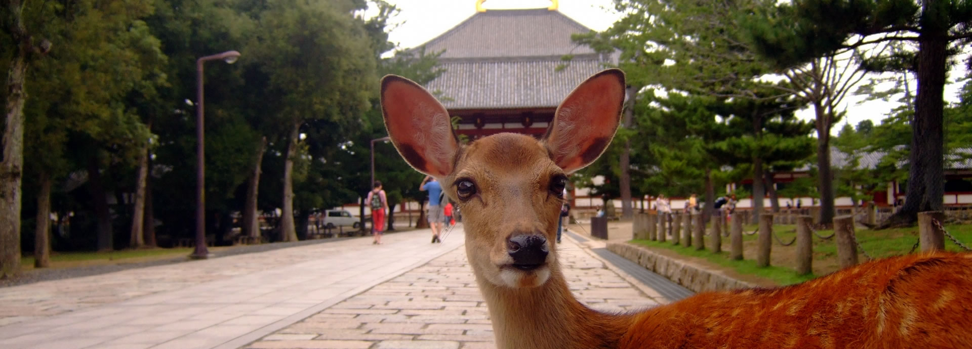 Nara-Japan- Rentingcarz.com