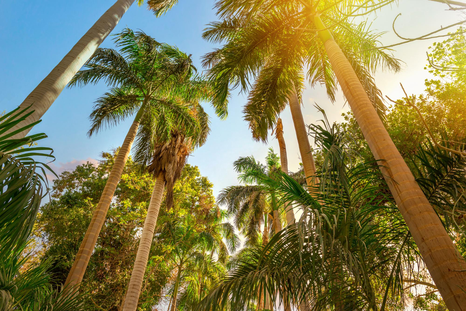 Explore a Magia da Jungle Island em Miami, Flórida: Dicas e Atrações Imperdíveis